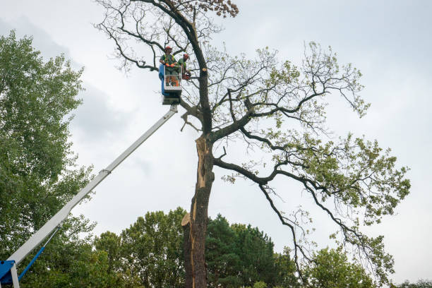 Wilder, VT  Tree Services Company